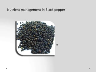 Nutrient management in Black pepper
By
Praveen Kumar M
2021004081
 
