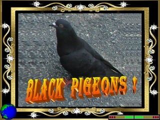 black  pigeons ! 