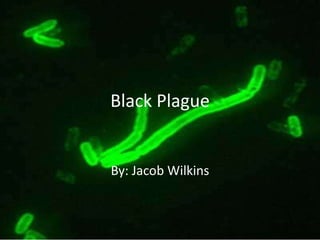 Black Plague


By: Jacob Wilkins
 