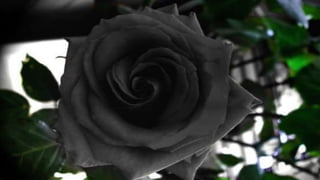 Black Rose Of Halfeti,Turkey | PPSX