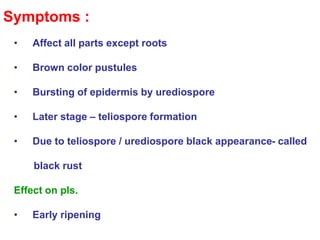Black rust of wheat | PPT