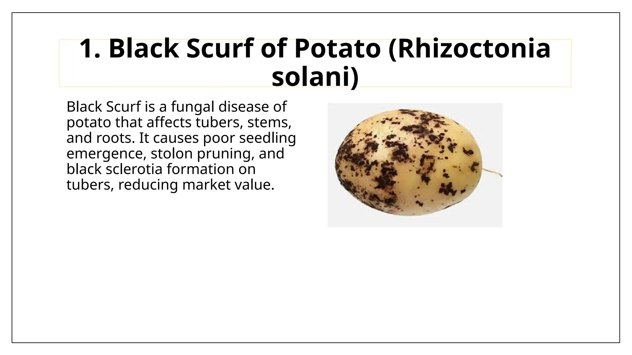 Black Scurf of Potato & Wilt of Cucurbits.pptx