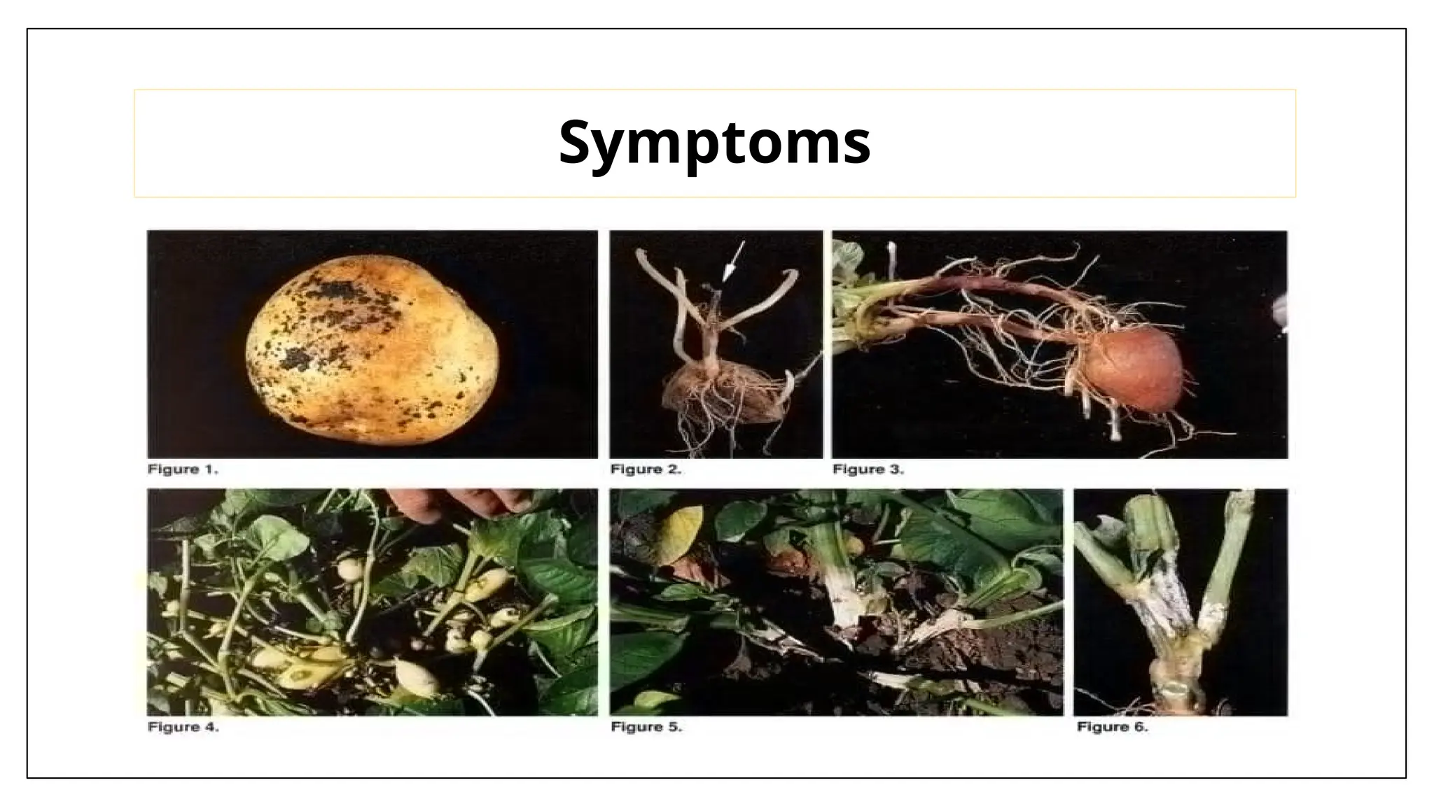 Black Scurf of Potato & Wilt of Cucurbits.pptx