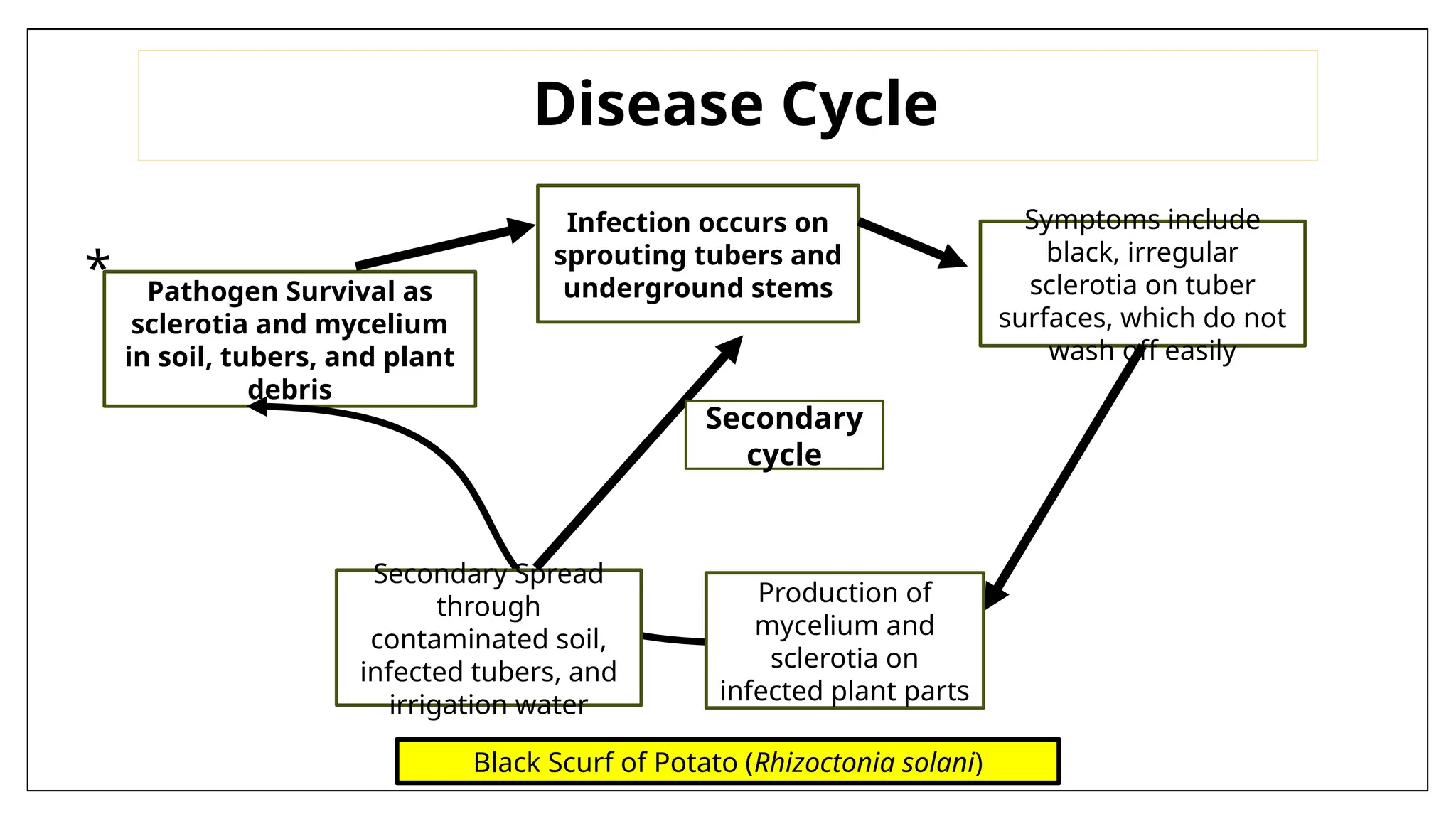 Black Scurf of Potato & Wilt of Cucurbits.pptx