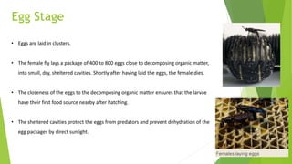 Egg Stage
• Eggs are laid in clusters.
• The female fly lays a package of 400 to 800 eggs close to decomposing organic matter,
into small, dry, sheltered cavities. Shortly after having laid the eggs, the female dies.
• The closeness of the eggs to the decomposing organic matter ensures that the larvae
have their first food source nearby after hatching.
• The sheltered cavities protect the eggs from predators and prevent dehydration of the
egg packages by direct sunlight.
 