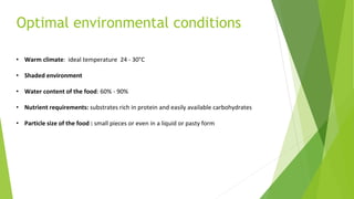 Optimal environmental conditions
• Warm climate: ideal temperature 24 - 30°C
• Shaded environment
• Water content of the food: 60% - 90%
• Nutrient requirements: substrates rich in protein and easily available carbohydrates
• Particle size of the food : small pieces or even in a liquid or pasty form
 