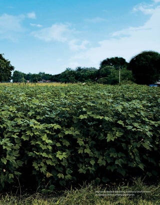 Nuziveedu Seeds is sustaining millions of small farmers
and feeding India’s growing population.
21
 