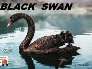 Black  swan