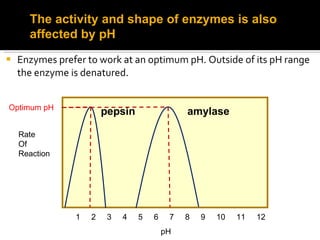 Effect of Temperature and pH on enzyme activity | PPT