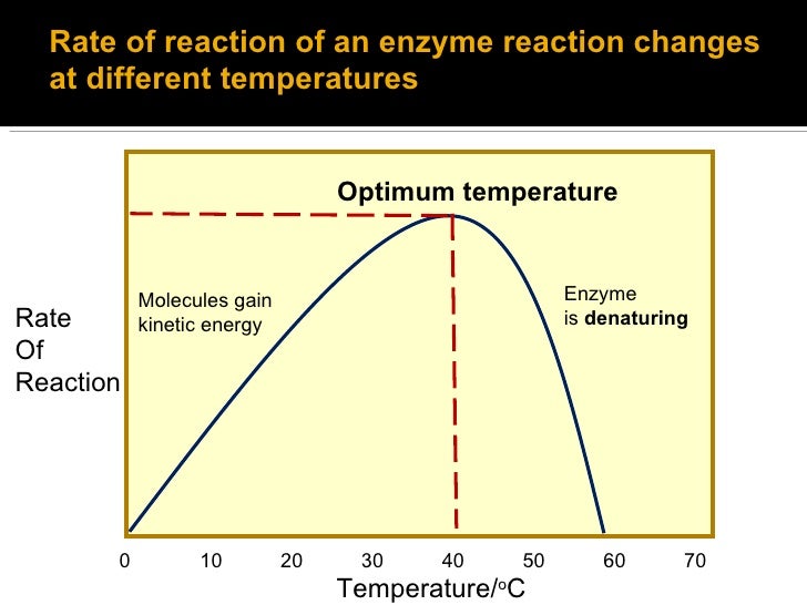 Investigating effect of temperature on the activity of lipase