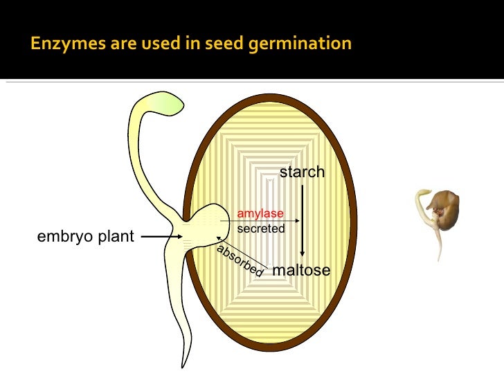 enzyme activity conclusion enzyme activity conclusion