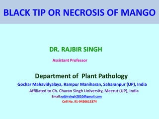 BLACK TIP OR NECROSIS OF MANGO
DR. RAJBIR SINGH
Assistant Professor
Department of Plant Pathology
Gochar Mahavidyalaya, Rampur Maniharan, Saharanpur (UP), India
Affiliated to Ch. Charan Singh University, Meerut (UP), India
Email:rajbirsingh2810@gmail.com
Cell No. 91-9456613374
 