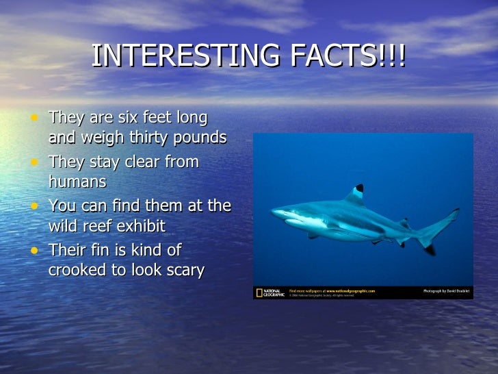 Blacktip Reef Sharks