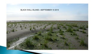 Blackwall island planting project