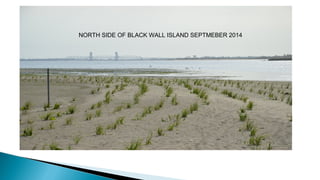 Blackwall island planting project