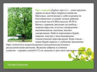Презентация БАД Грецкий чёрный орех НСП | PPT