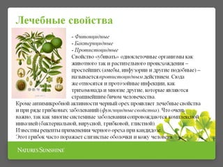 Презентация БАД Грецкий чёрный орех НСП | PPT