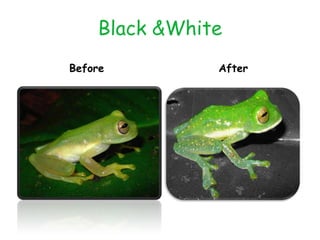 Black &White
Before         After
 