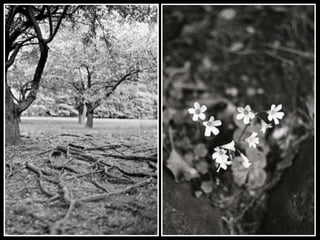 Black & white (v.m.)
