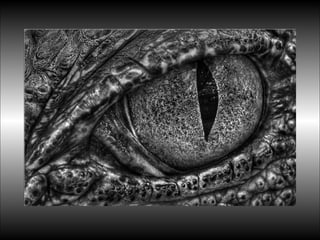 Black&white vscolors4