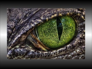 Black&white vscolors4