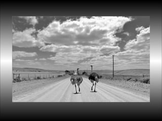 Black&white vscolors4