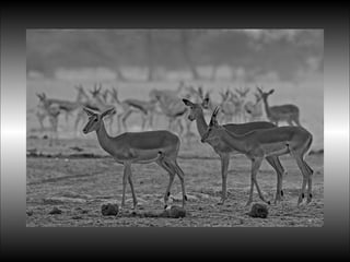 Black&white vscolors4