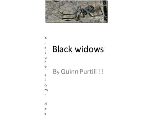Black widows
By Quinn Purtill!!!
P
i
c
t
u
r
e
f
r
o
m
:
d
e
s
 