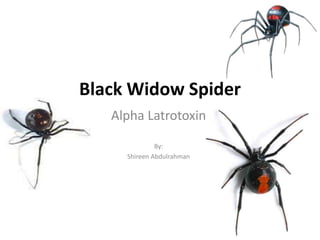 Black Widow Spider
   Alpha Latrotoxin

              By:
     Shireen Abdulrahman
 