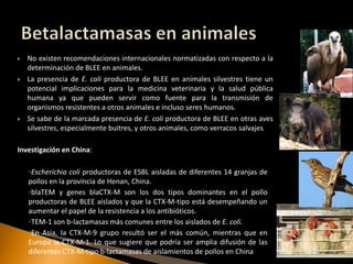    No existen recomendaciones internacionales normatizadas con respecto a la
    determinación de BLEE en animales.
   La presencia de E. coli productora de BLEE en animales silvestres tiene un
    potencial implicaciones para la medicina veterinaria y la salud pública
    humana ya que pueden servir como fuente para la transmisión de
    organismos resistentes a otros animales e incluso seres humanos.
   Se sabe de la marcada presencia de E. coli productora de BLEE en otras aves
    silvestres, especialmente buitres, y otros animales, como verracos salvajes

Investigación en China:

    ◦Escherichia coli productoras de ESBL aisladas de diferentes 14 granjas de
    pollos en la provincia de Henan, China.
    ◦blaTEM y genes blaCTX-M son los dos tipos dominantes en el pollo
    productoras de BLEE aislados y que la CTX-M-tipo está desempeñando un
    aumentar el papel de la resistencia a los antibióticos.
    ◦TEM-1 son b-lactamasas más comunes entre los aislados de E. coli.
    ◦En Asia, la CTX-M-9 grupo resultó ser el más común, mientras que en
    Europa la CTX-M-1. Lo que sugiere que podría ser amplia difusión de las
    diferentes CTX-M-tipo b-lactamasas de aislamientos de pollos en China
 