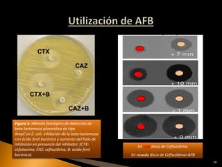 Figura 5: Método fenotípico de detección de
beta-lactamasa plasmídica de tipo
AmpC en E. coli. Inhibición de la beta-lactamasa
con ácido fenil borónico y aumento del halo de
inhibición en presencia del inhibidor; (CTX:
                                                      En rojo disco de Ceftazidima.
cefotaxima; CAZ: ceftazidima; B: ácido fenil
borónico).                                         En rosado disco de Ceftazidima+AFB
                                                                                        28
 