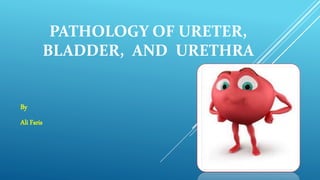 PATHOLOGY OF URETER,
BLADDER, AND URETHRA
By
Ali Faris
 