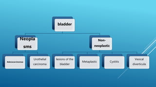 bladder
Neopla
sms
Adenocarcinomas
Urothelial
carcinoma
Non-
neoplastic
lesions of the
bladder
Metaplastic Cystitis
Vesical
diverticula
 