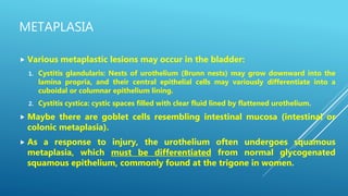 METAPLASIA
 Various metaplastic lesions may occur in the bladder:
1. Cystitis glandularis: Nests of urothelium (Brunn nests) may grow downward into the
lamina propria, and their central epithelial cells may variously differentiate into a
cuboidal or columnar epithelium lining.
2. Cystitis cystica: cystic spaces filled with clear fluid lined by flattened urothelium.
 Maybe there are goblet cells resembling intestinal mucosa (intestinal or
colonic metaplasia).
 As a response to injury, the urothelium often undergoes squamous
metaplasia, which must be differentiated from normal glycogenated
squamous epithelium, commonly found at the trigone in women.
 