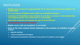 NEOPLASMS
 Bladder cancer accounts for approximately 7% of cancers and 3% of cancer deaths in the
United States.
 The vast majority of bladder cancers (90%) are urothelial carcinomas.
 Carcinoma of the bladder is more common in men than in women, in industrialized than
in developing nations, and in urban than in rural dwellers.
 About 80% of patients are between the ages of 50 and 80 years.
 PATHOGENESIS OF BLADDER CANCER
 Bladder cancer, with rare exceptions, is not familial.
 Some of the most common factors implicated in the causation of urothelial carcinoma
include:
1. cigarette smoking
2. various occupational carcinogens
3. Schistosoma haematobium infections in areas where it is endemic, such as Egypt.
 