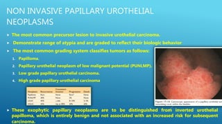 NON INVASIVE PAPILLARY UROTHELIAL
NEOPLASMS
 The most common precursor lesion to invasive urothelial carcinoma.
 Demonstrate range of atypia and are graded to reflect their biologic behavior
 The most common grading system classifies tumors as follows:
1. Papilloma.
2. Papillary urothelial neoplasm of low malignant potential (PUNLMP).
3. Low grade papillary urothelial carcinoma.
4. High grade papillary urothelial carcinoma
 These exophytic papillary neoplasms are to be distinguished from inverted urothelial
papilloma, which is entirely benign and not associated with an increased risk for subsequent
carcinoma.
 