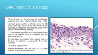 CARCINOMA IN SITU (CIS)
 CIS is defined by the presence of cytologically
malignant cells within a flat urothelium (Fig. 17–18).
 Like high-grade papillary urothelial carcinoma, CIS
tumor cells lack cohesiveness. This leads to the
shedding of malignant cells into the urine, where
they can be detected by cytology.
 CIS commonly is multifocal and sometimes involves
most of the bladder surface or extends into the
ureters and urethra.
 On cystoscopic examination it may appear only as a
flat area of erythema or granularity. It is often
multifocal
 CIS is often asymptomatic.
 Without treatment, 50% to 75% of CIS cases
progress to muscle-invasive cancer
 
