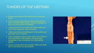 TUMORS OF THE URETHRA
 Primary carcinoma of the urethra is an uncommon
lesion
 Tumors arising within the proximal urethra tend to
show urothelial differentiation and are analogous to
those occurring within the bladder,
 whereas lesions found within the distal urethra are
more often squamous cell carcinomas.
 Adeno carcinomas are infrequent in the urethra and
generally occur in women.
 Some neoplastic lesions of the urethra are similar to
those described in the bladder, arising through
metaplasia or, less commonly, from periurethral
glands.
 Cancers arising within the prostatic urethra are dealt
with in the section on the prostate.
 