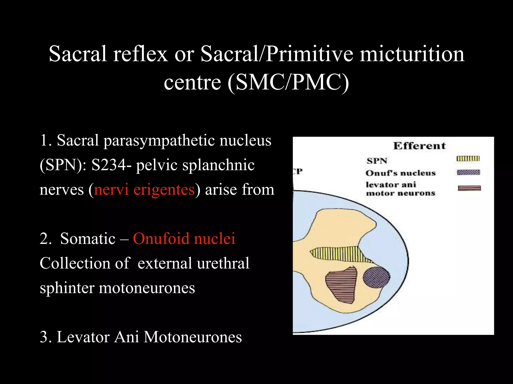 Sacral reflex or Sacral/Primitive micturition
centre (SMC/PMC)
1. Sacral parasympathetic nucleus
(SPN): S234- pelvic splanchnic
nerves (nervi erigentes) arise from
2. Somatic – Onufoid nuclei
Collection of external urethral
sphinter motoneurones
3. Levator Ani Motoneurones
 