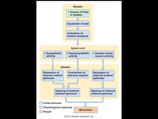 Bladder - UMN Versus LMN bladder | PPTX