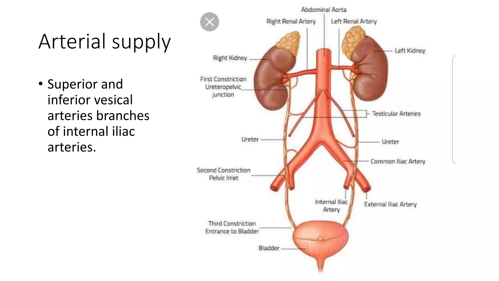Bladder pptx Bladder pptx