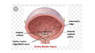 bladder.pptx