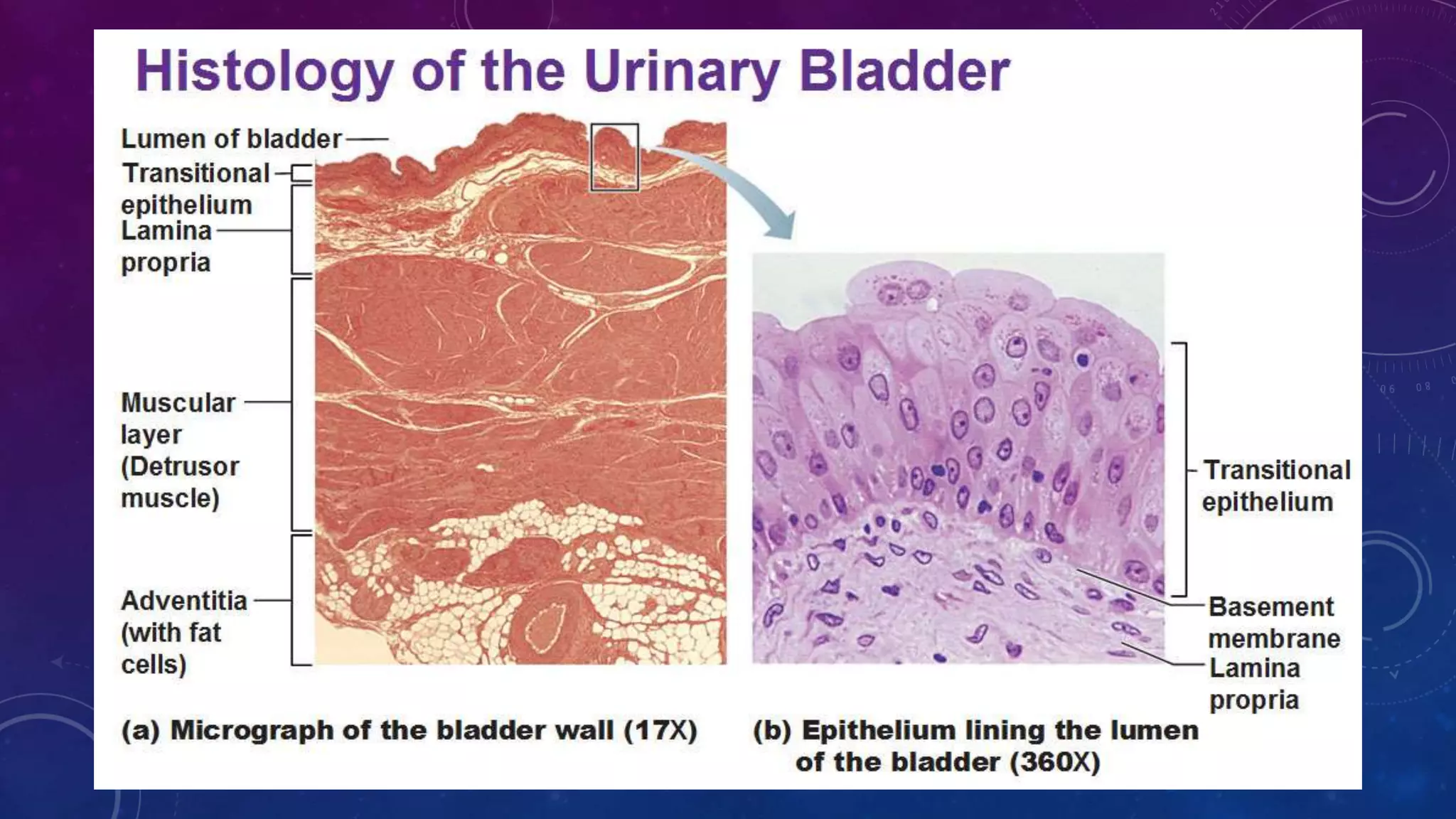 Bladder.pptx