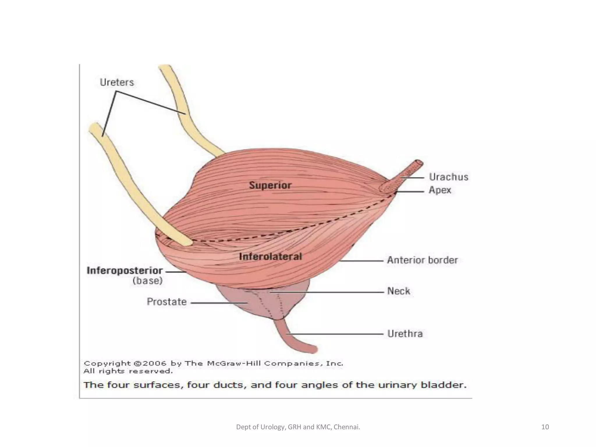 Urinary Bladder anatomy 1 | PDF