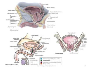 Urinary Bladder anatomy 1 | PDF