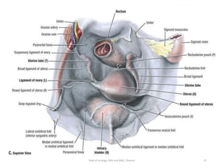 Urinary Bladder anatomy 1 | PDF