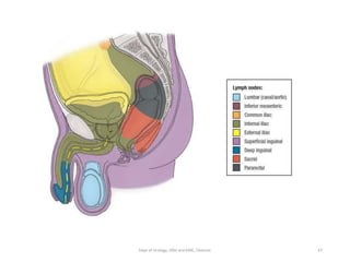 Urinary Bladder anatomy 1 | PDF