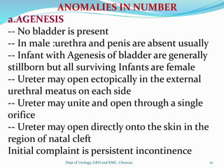 ANOMALIES IN NUMBER
a.AGENESIS
-- No bladder is present
-- In male :urethra and penis are absent usually
-- Infant with Agenesis of bladder are generally
stillborn but all surviving Infants are female
-- Ureter may open ectopically in the external
urethral meatus on each side
-- Ureter may unite and open through a single
orifice
-- Ureter may open directly onto the skin in the
region of natal cleft
Initial complaint is persistent incontinence
10
Dept of Urology, GRH and KMC, Chennai.
 