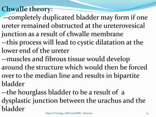 Chwalle theory:
--completely duplicated bladder may form if one
ureter remained obstructed at the ureterovesical
junction as a result of chwalle membrane
--this process will lead to cystic dilatation at the
lower end of the ureter
--muscles and fibrous tissue would develop
around the structure which would then be forced
over to the median line and results in bipartite
bladder
--the hourglass bladder to be a result of a
dysplastic junction between the urachus and the
bladder 15
Dept of Urology, GRH and KMC, Chennai.
 