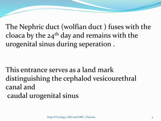 The Nephric duct (wolfian duct ) fuses with the
cloaca by the 24th day and remains with the
urogenital sinus during seperation .
This entrance serves as a land mark
distinguishing the cephalod vesicourethral
canal and
caudal urogenital sinus
4
Dept of Urology, GRH and KMC, Chennai.
 
